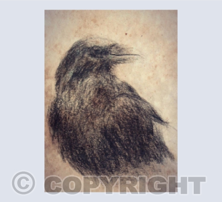 Mr Crow