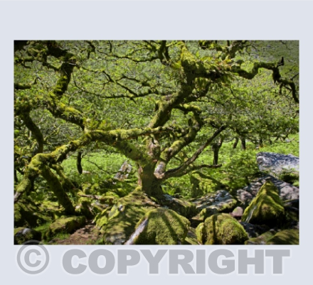 Mysterious Wistman's Wood
