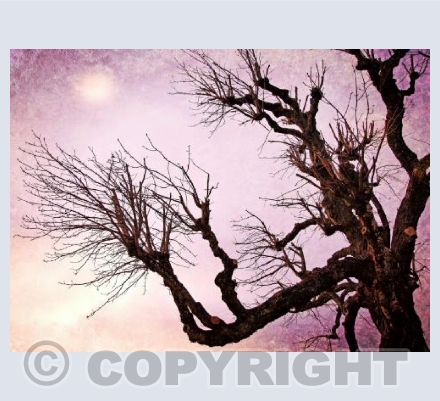 Reaching For The Moon