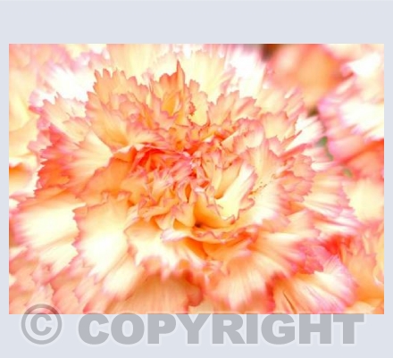 Art Carnation
