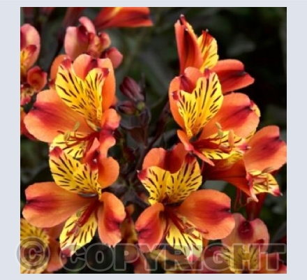Summer Colours