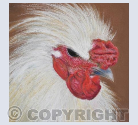 Silkie