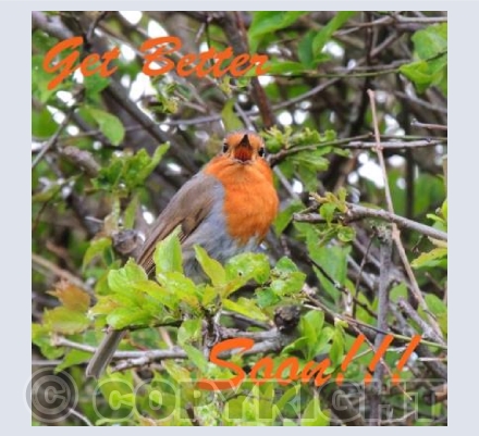 Says The Robin...