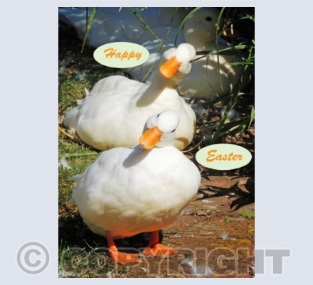 Funny Ducklings