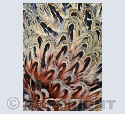 Feather Abstract