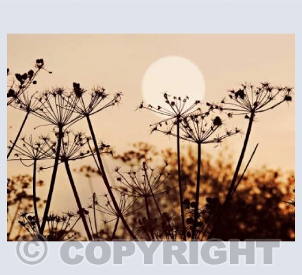 Dancing In The Evening Sun