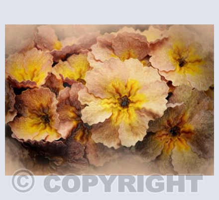 Primrose Bouquet