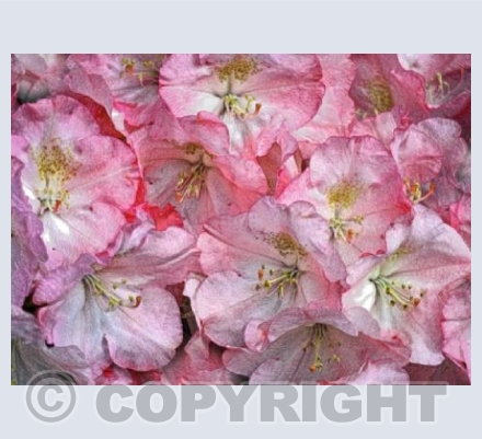 Rhododendron Feast