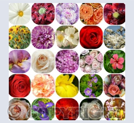 My Beautiful Garden