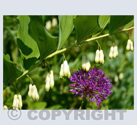 Solomon's seal