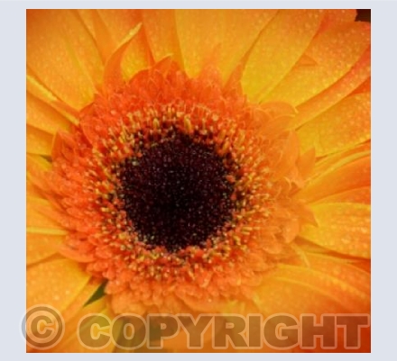Gerbera Sun