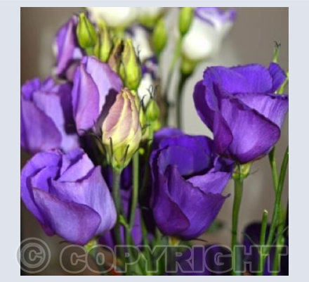 Purple Elegance
