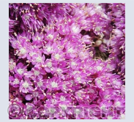A Dream In Purple
