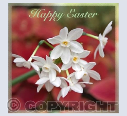 Easter Flowers For You