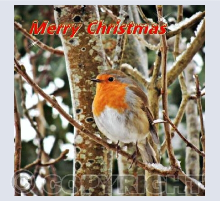 Winter Robin