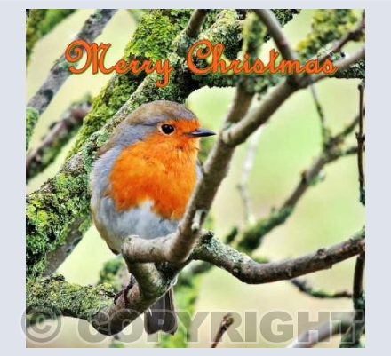 It's Christmas!