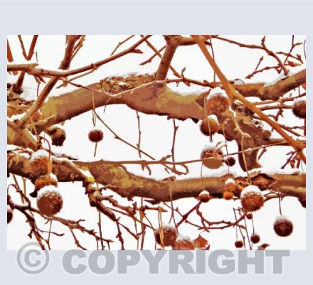 A Christmas Tree