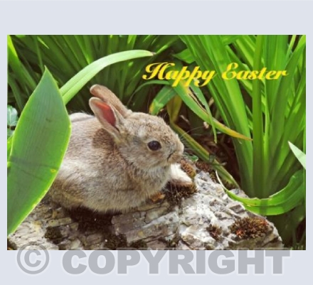 Little Easter Bunny