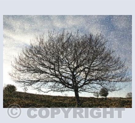 Snow Tree