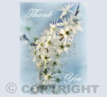 Summer Blossoms