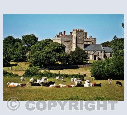 Grazing In Montacute 