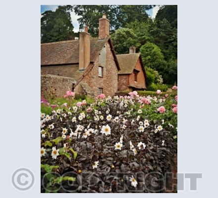 Dunster In Bloom