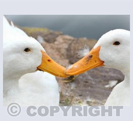 Crossing Beaks