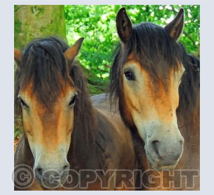 Quantock Beauties