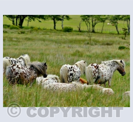 On Dartmoor