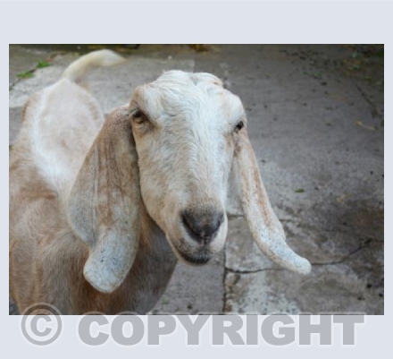 Gentle Eyes And Floppy Ears