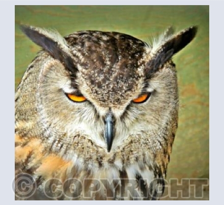 Long-Eared Owl