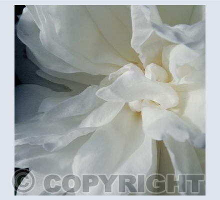 Flower Veils