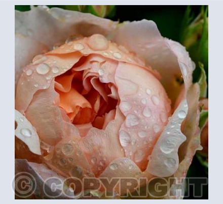 Morning Dew
