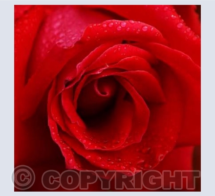 Regal Rose