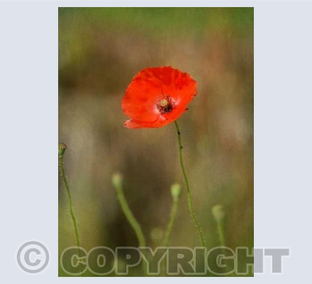Red Beauty