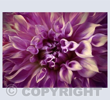 Dahlia Delight
