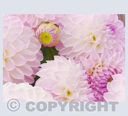 Dahlia Delight