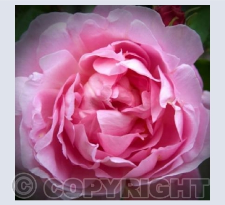 Lusciously Pink