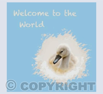 Welcome To The World