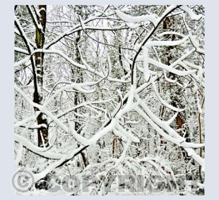 Winter Abstract
