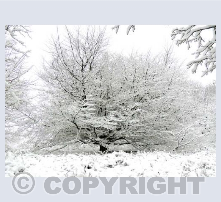 Winter Tree