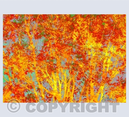 Autumn Blaze