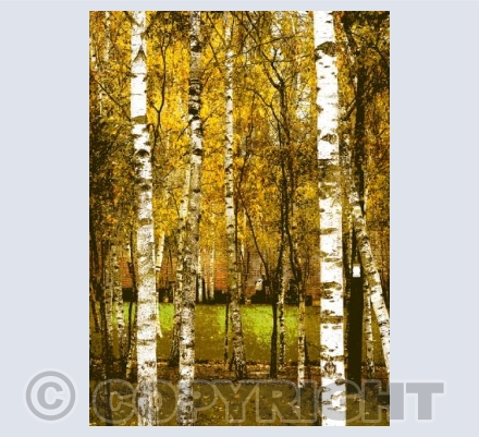 Autumn Gold