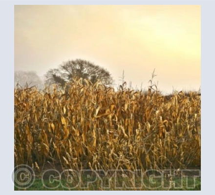 A Somerset Autumn