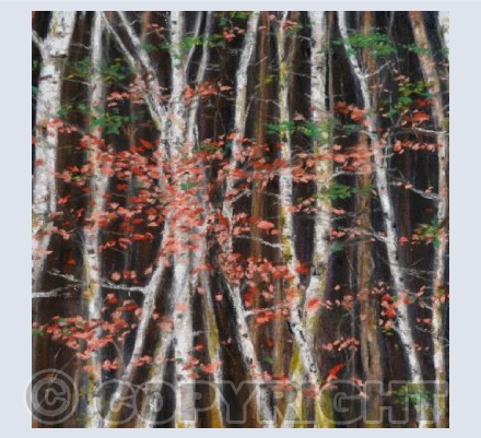 Birch Wood