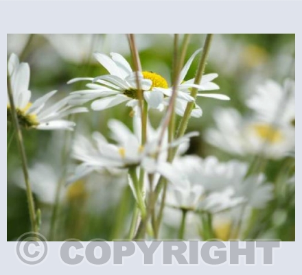 Delicate Daisies