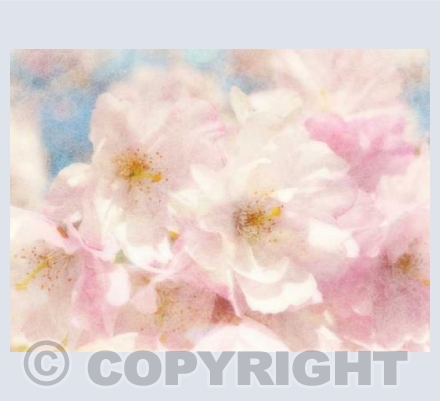 Summer Blossoms