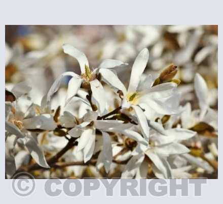 Heralds Of Spring