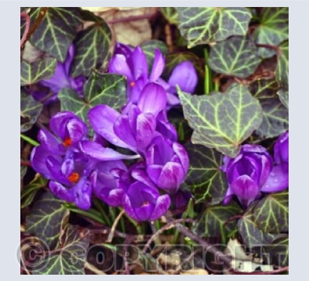 Piercing Through The Ivy