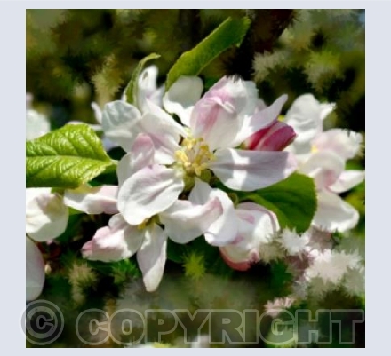 We Will Be Apples Soon
